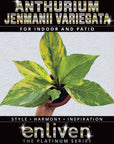 Anthurium jenmanii Variegata