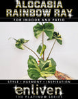 Alocasia macrorrhizos Rainbow Ray