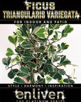 Ficus triangularis 'Albo variegata'- Bare Bottom Baby
