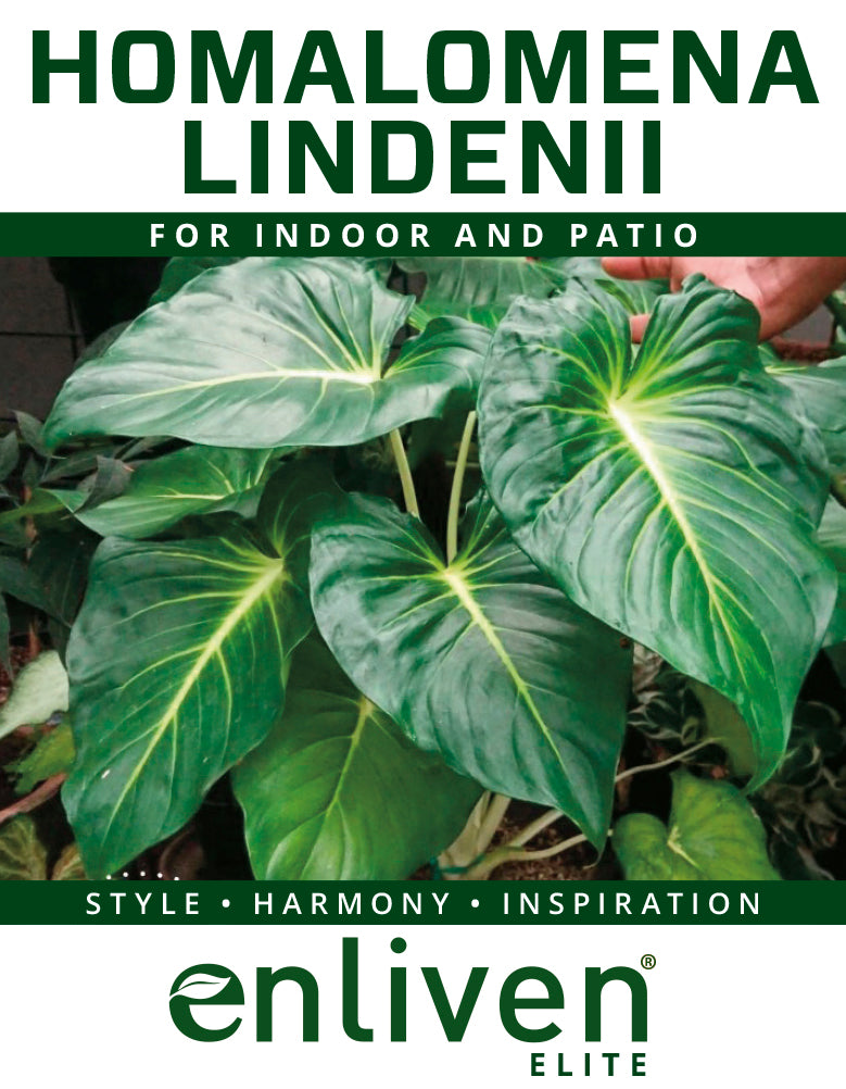 Homalomena lindenii Variegata