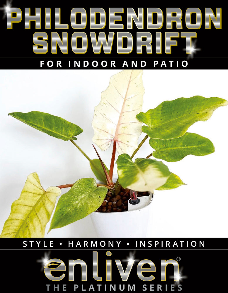 Philodendron pinnatifidum Snowdrift - Perfectly Imperfect Plants