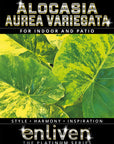 Alocasia Odora California Aurea Variegata - Bare Bottom Baby