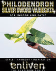 Philodendron Silver Sword Variegata