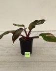 Philodendron erubescens Red Anderson