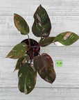 Philodendron erubescens Red Anderson