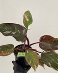 Philodendron erubescens Red Anderson
