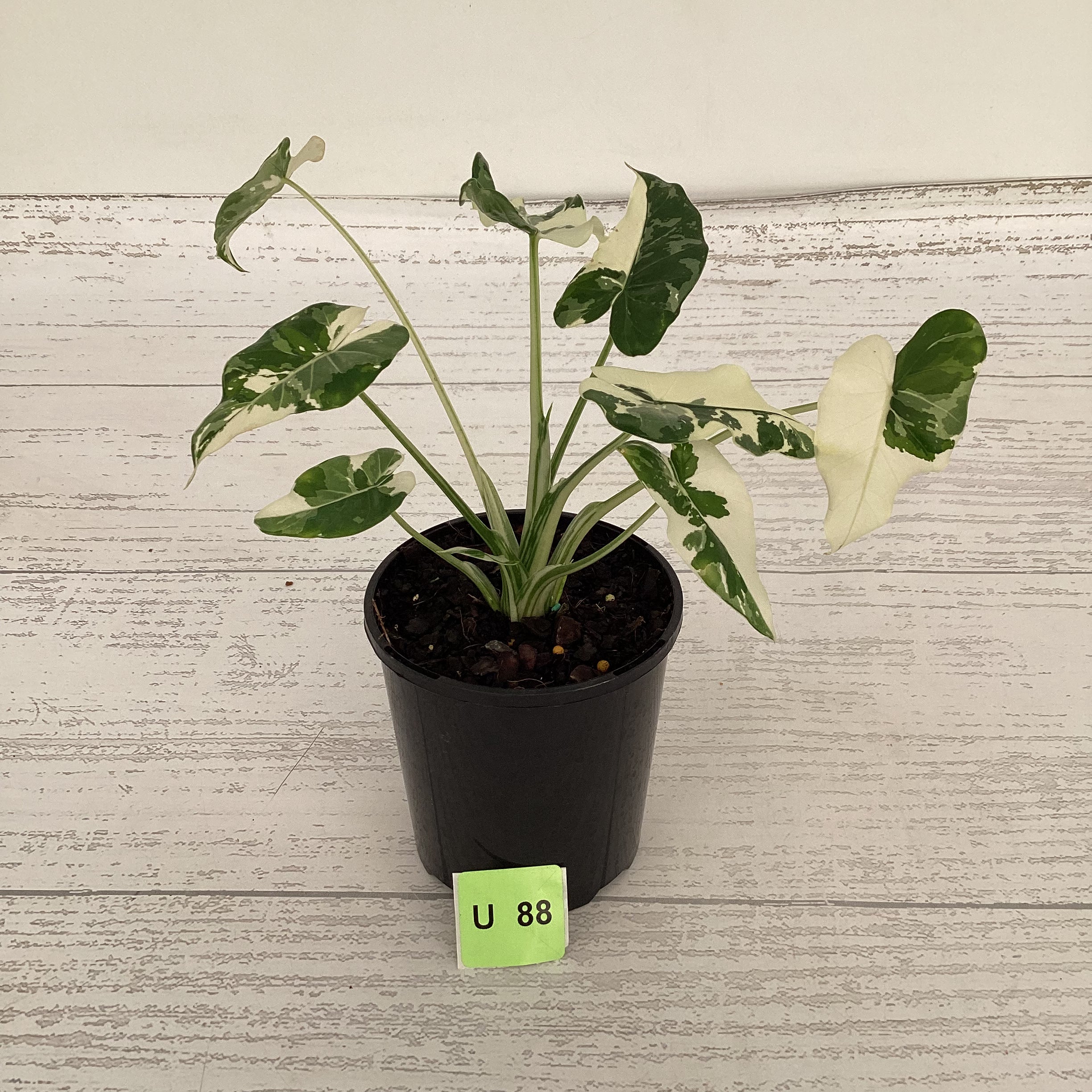 Alocasia Okinawa Silver