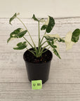 Alocasia Okinawa Silver