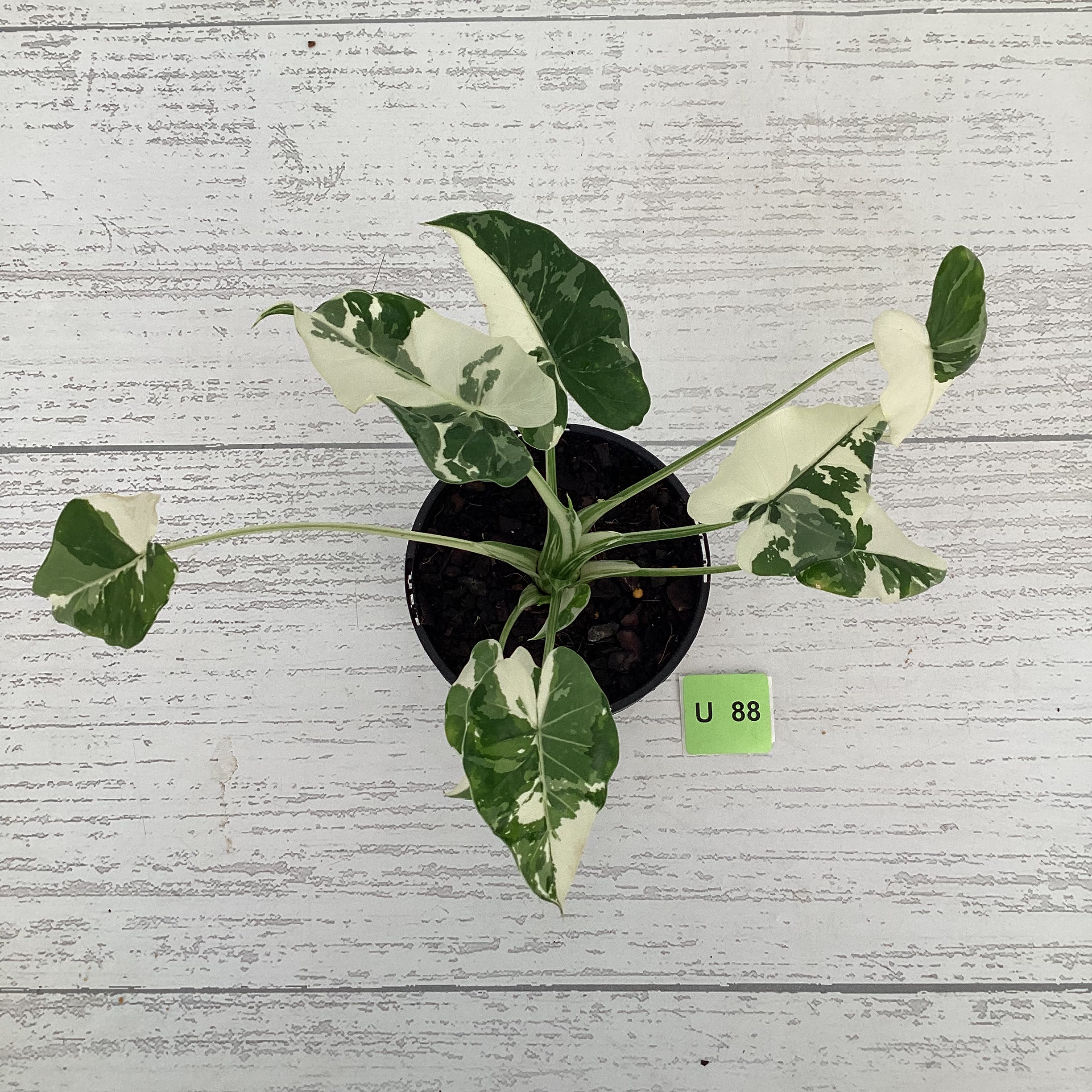 Alocasia Okinawa Silver