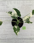 Alocasia Okinawa Silver