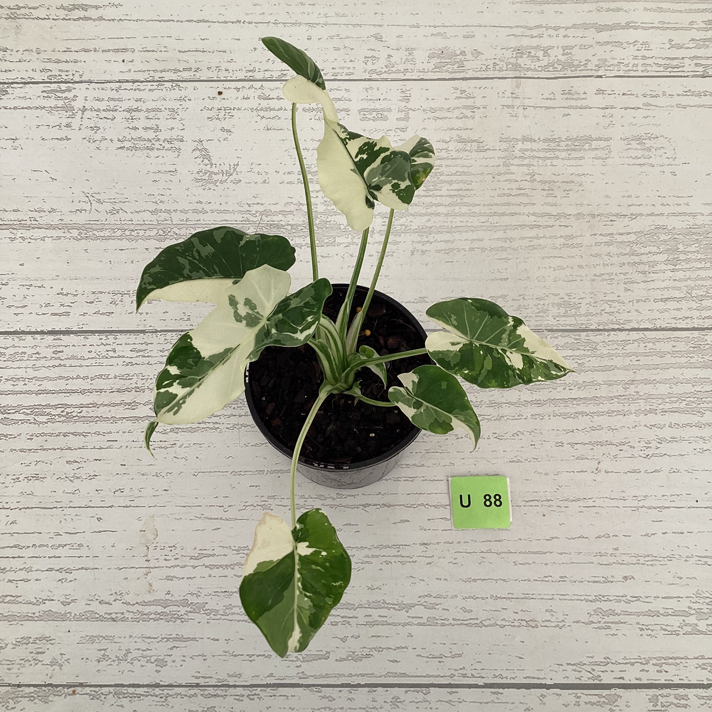Alocasia Okinawa Silver