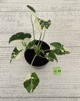 Alocasia Okinawa Silver