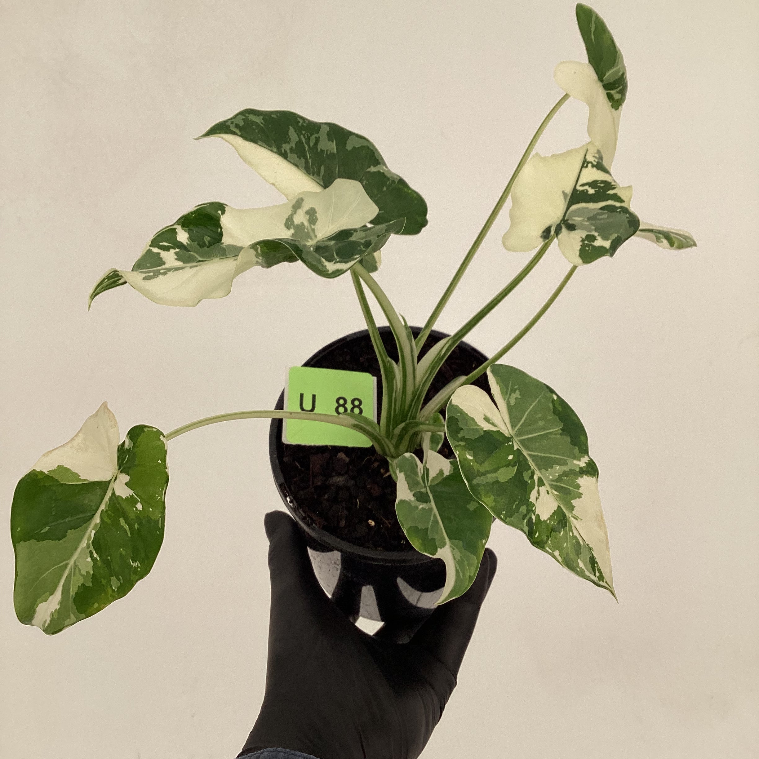 Alocasia Okinawa Silver