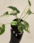 Alocasia Okinawa Silver