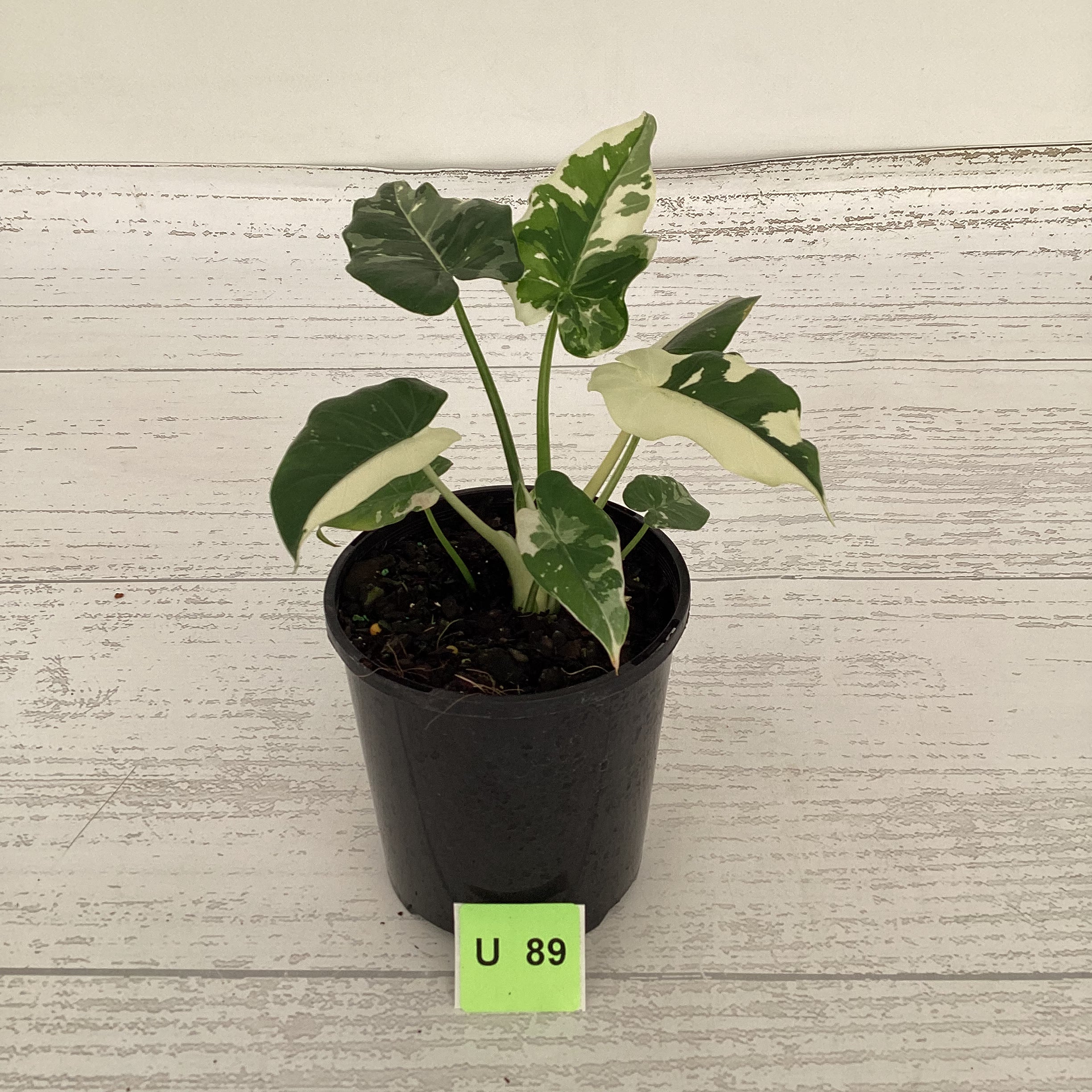 Alocasia Okinawa Silver