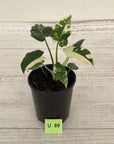 Alocasia Okinawa Silver