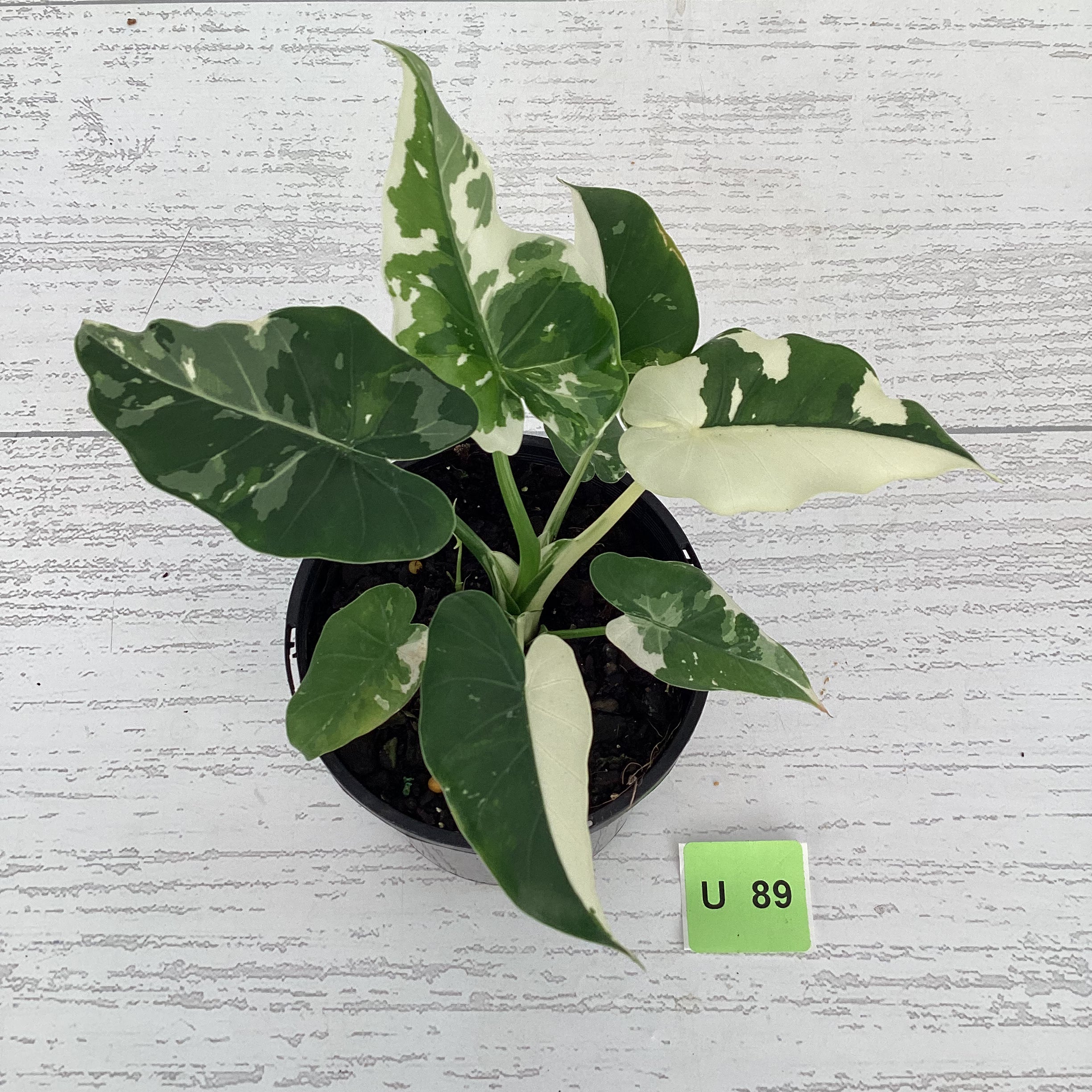 Alocasia Okinawa Silver