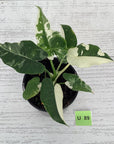 Alocasia Okinawa Silver