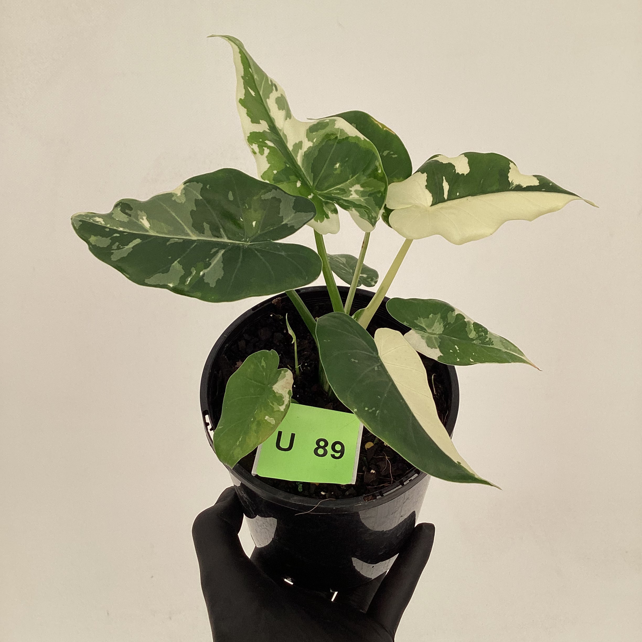 Alocasia Okinawa Silver