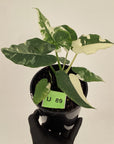 Alocasia Okinawa Silver
