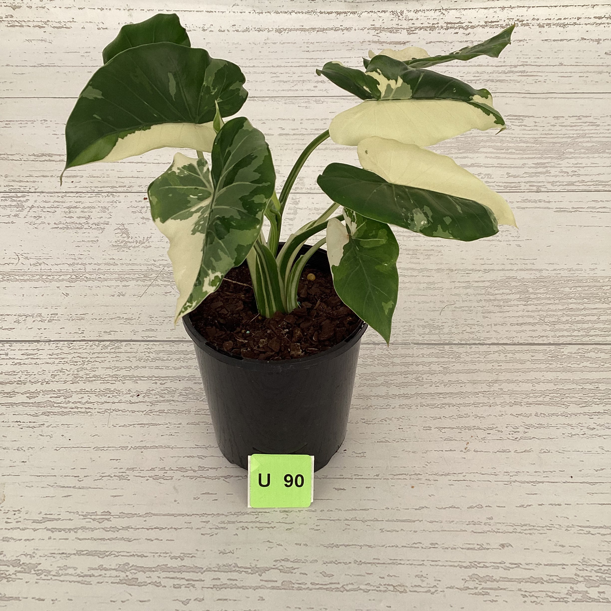 Alocasia Okinawa Silver