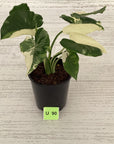 Alocasia Okinawa Silver