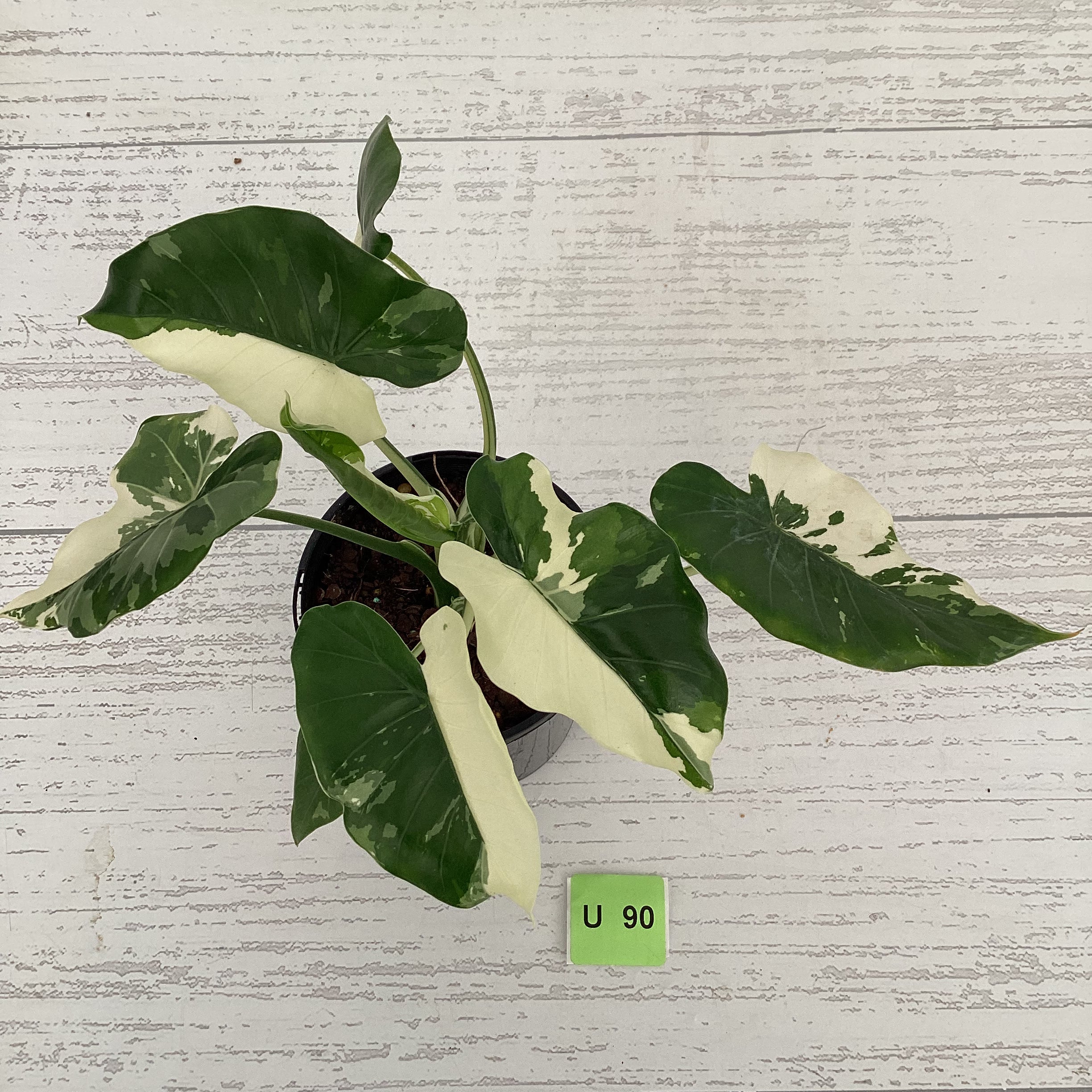 Alocasia Okinawa Silver
