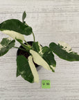 Alocasia Okinawa Silver