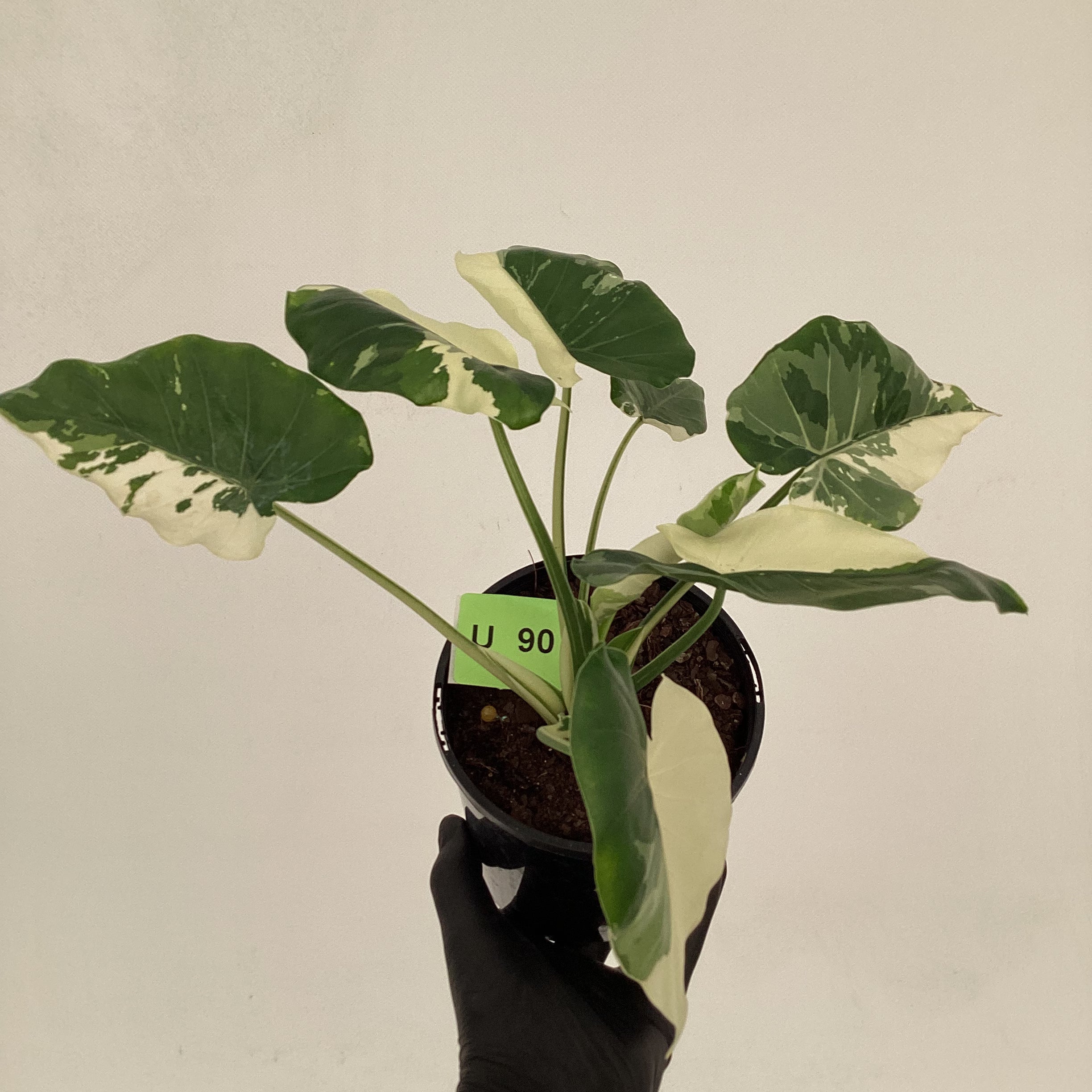Alocasia Okinawa Silver