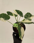 Alocasia Okinawa Silver
