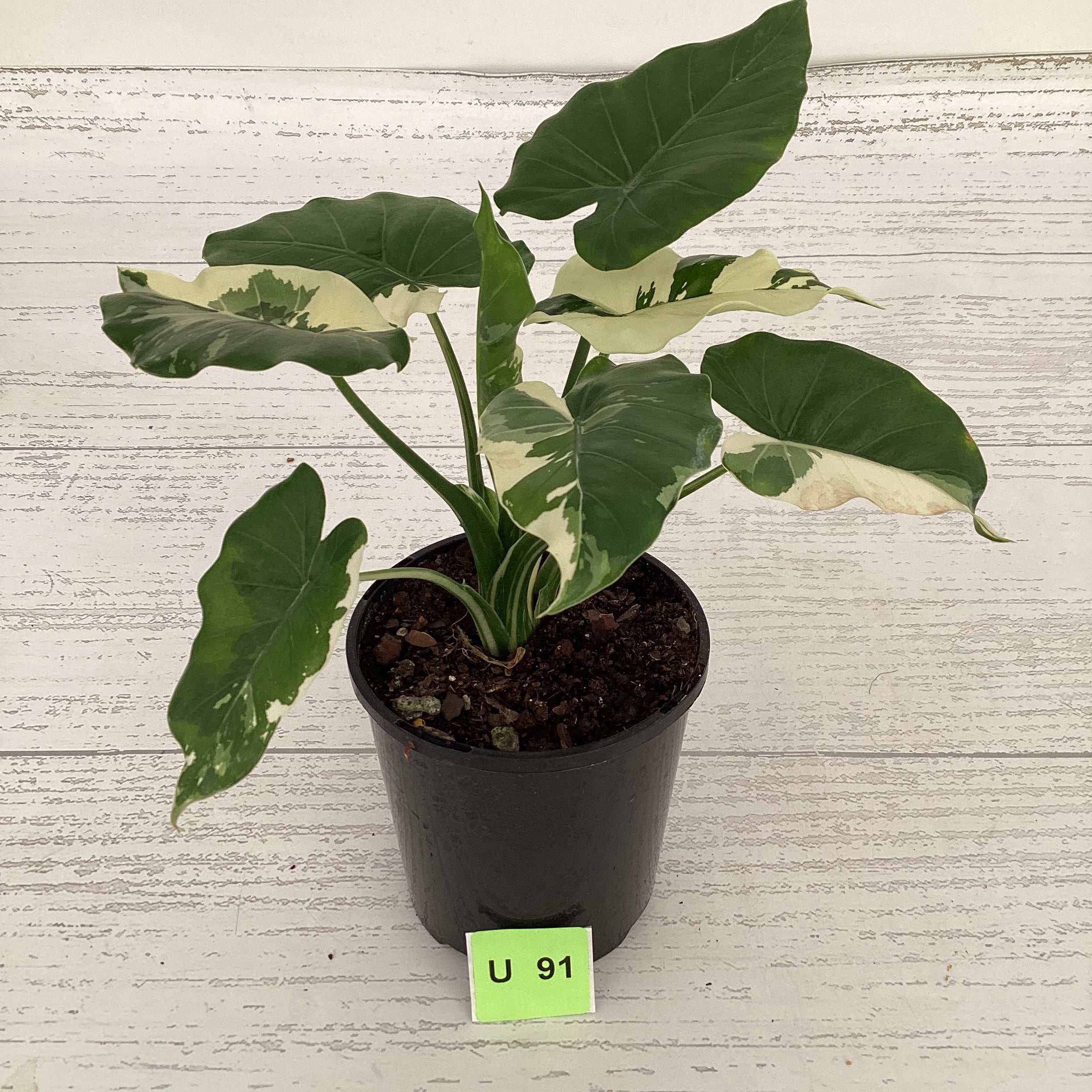 Alocasia Okinawa Silver