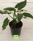 Alocasia Okinawa Silver