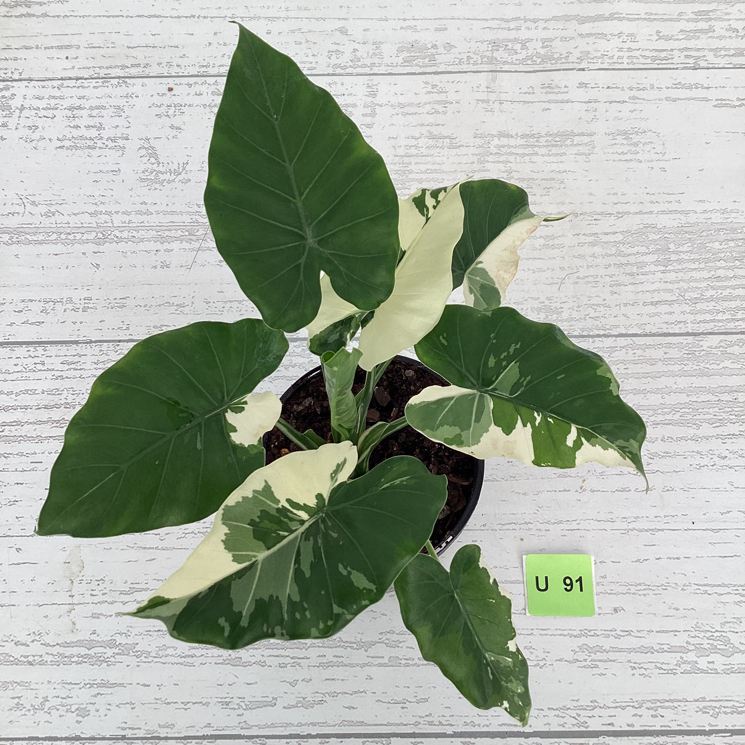 Alocasia Okinawa Silver