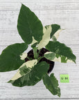 Alocasia Okinawa Silver
