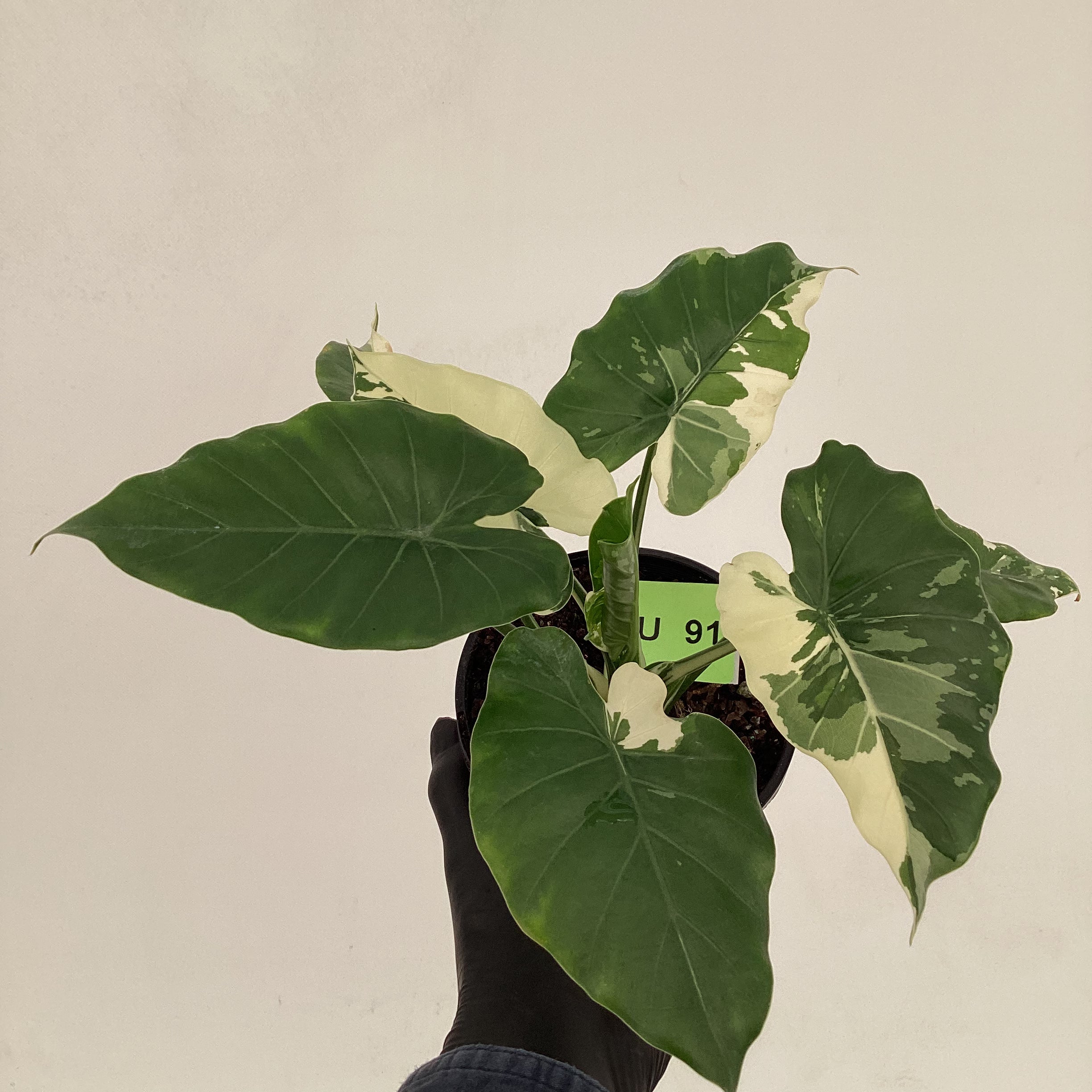 Alocasia Okinawa Silver