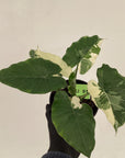 Alocasia Okinawa Silver