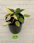 Philodendron warscewiczii Gold Variegata