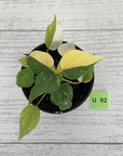 Philodendron warscewiczii Gold Variegata