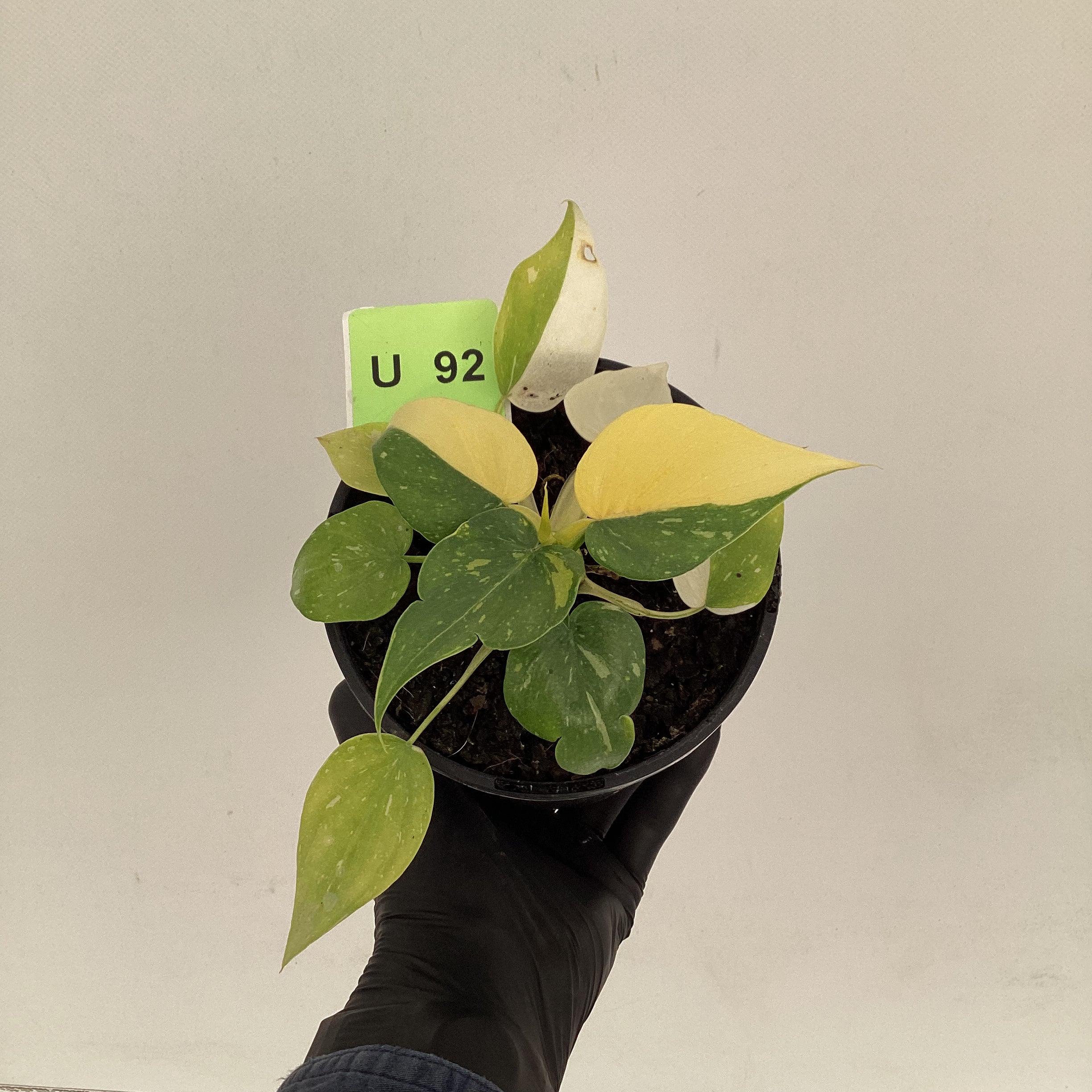 Philodendron warscewiczii Gold Variegata