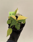 Philodendron warscewiczii Gold Variegata