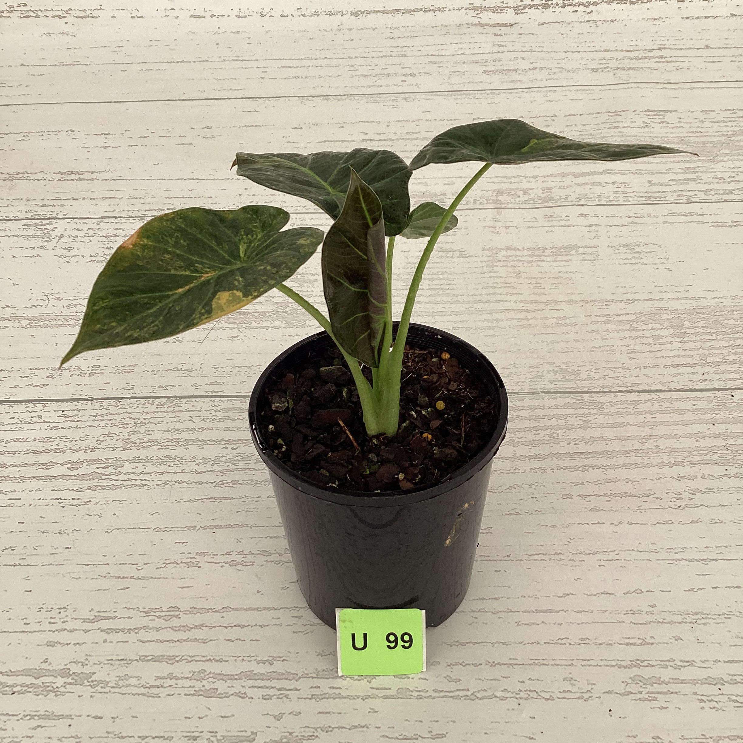 Alocasia &#39;Regal Shields&#39;  variegata