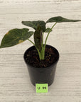 Alocasia 'Regal Shields'  variegata