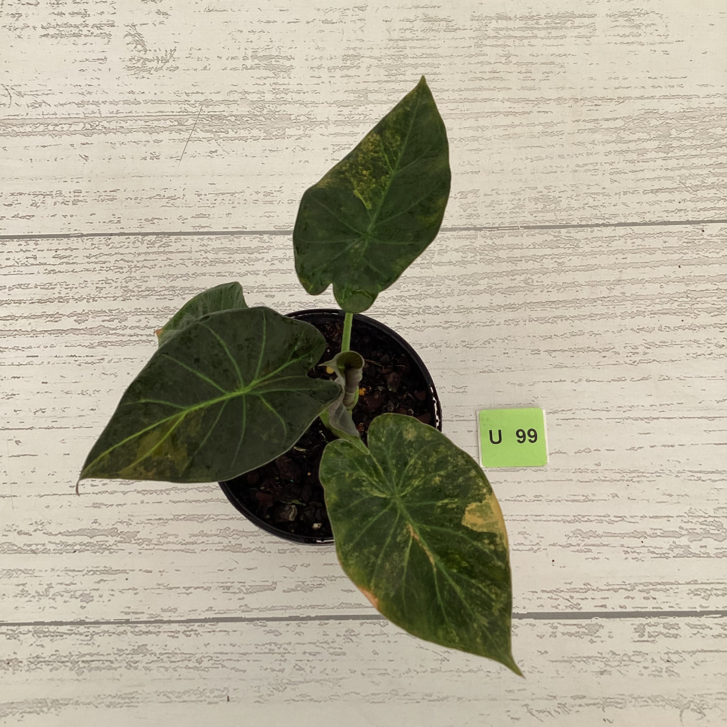 Alocasia &#39;Regal Shields&#39;  variegata