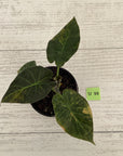 Alocasia 'Regal Shields'  variegata