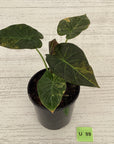 Alocasia 'Regal Shields'  variegata