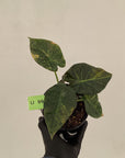 Alocasia 'Regal Shields'  variegata