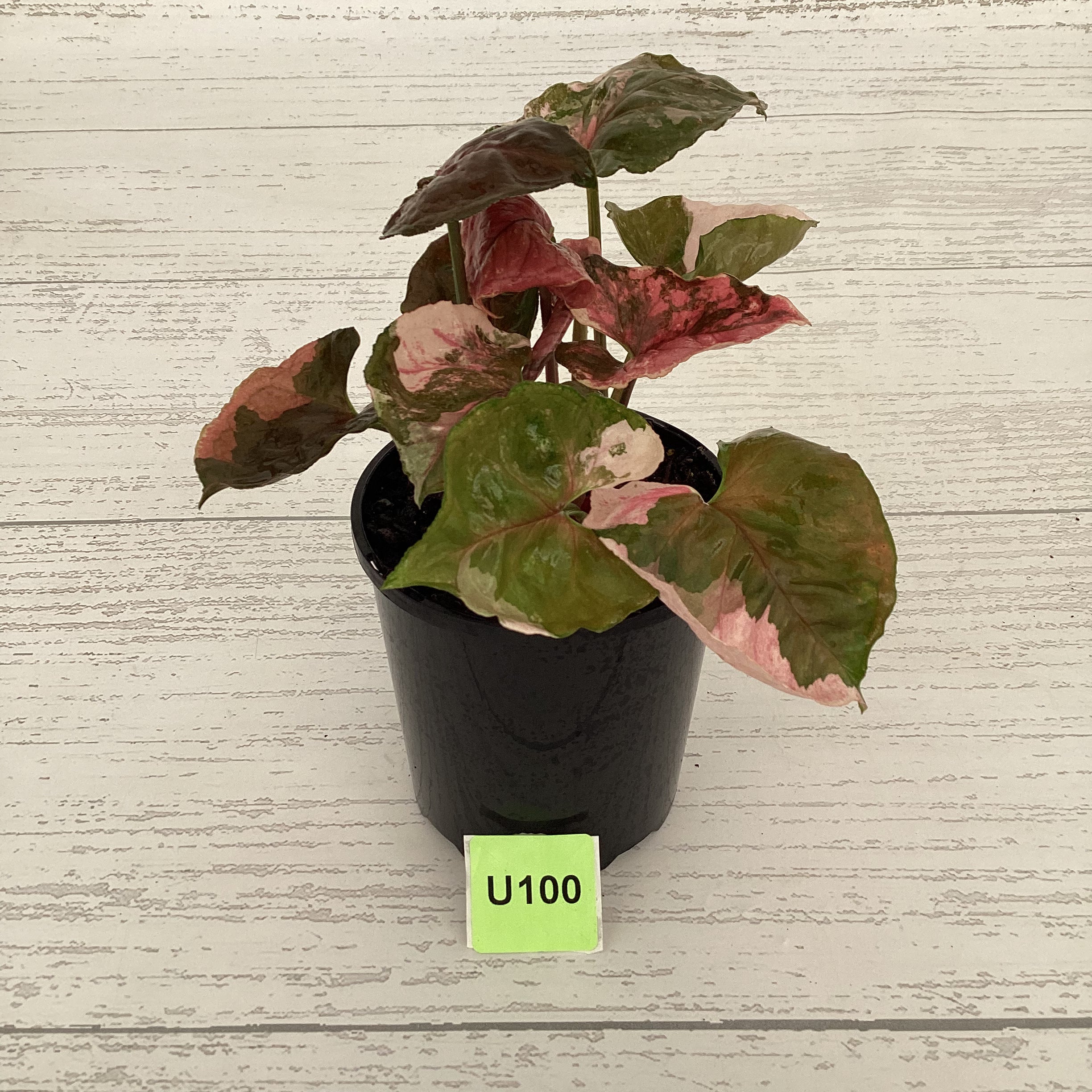 Syngonium podophyllum &#39; Strawberry Ice Galaxy&#39;