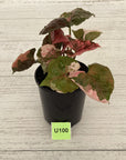 Syngonium podophyllum ' Strawberry Ice Galaxy'