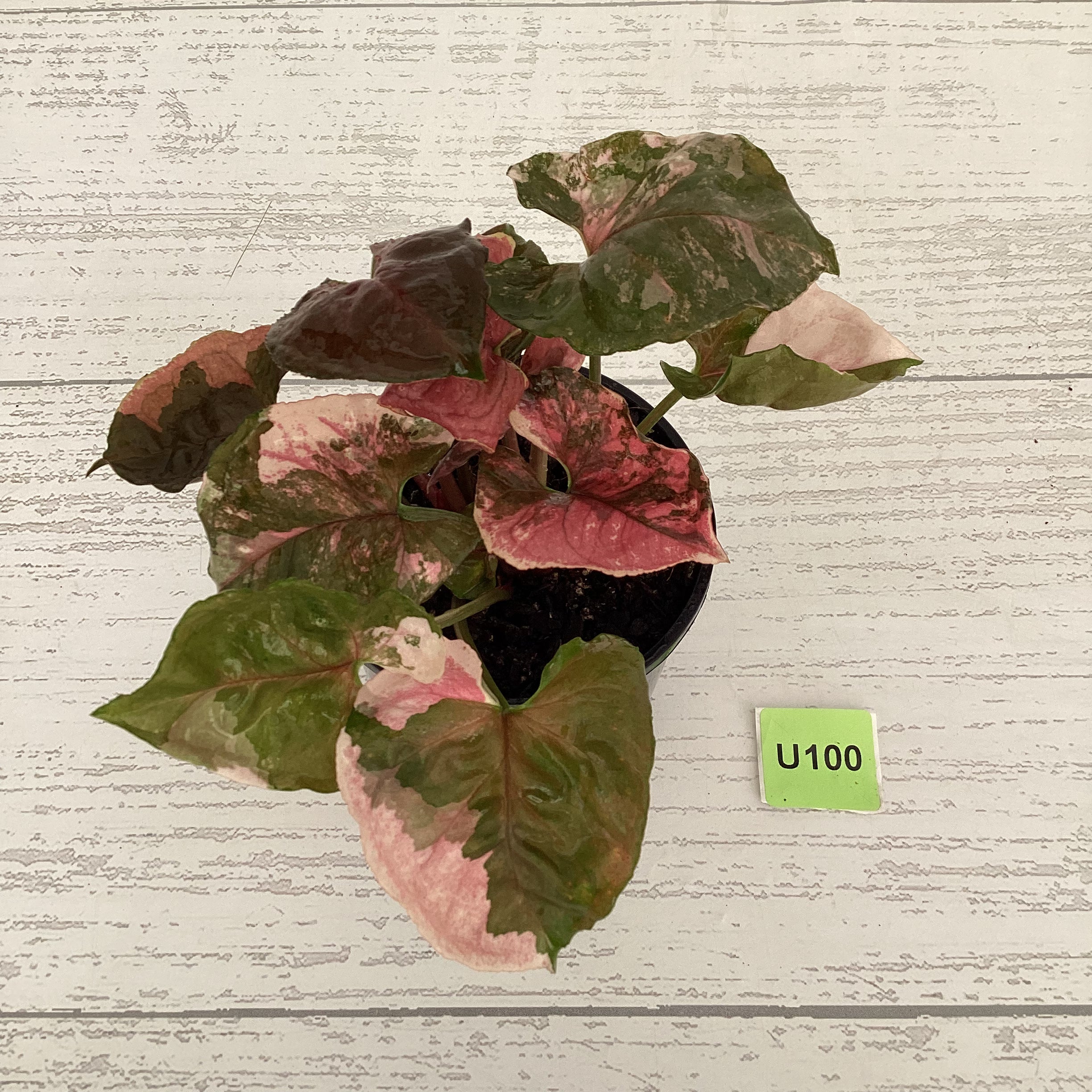 Syngonium podophyllum &#39; Strawberry Ice Galaxy&#39;