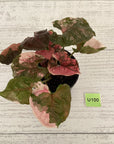 Syngonium podophyllum ' Strawberry Ice Galaxy'